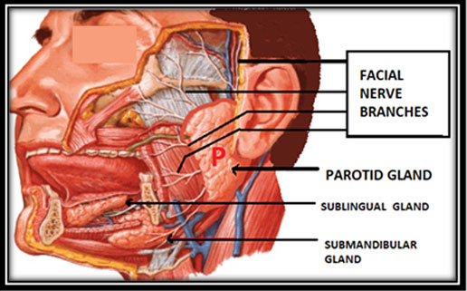 parotid-surgery